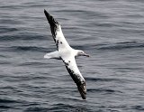 Wandering Albatross BIG_2936